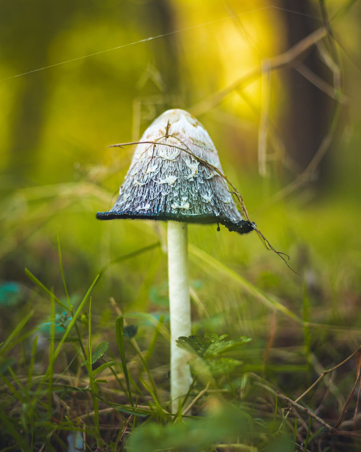 Photographier les champignons