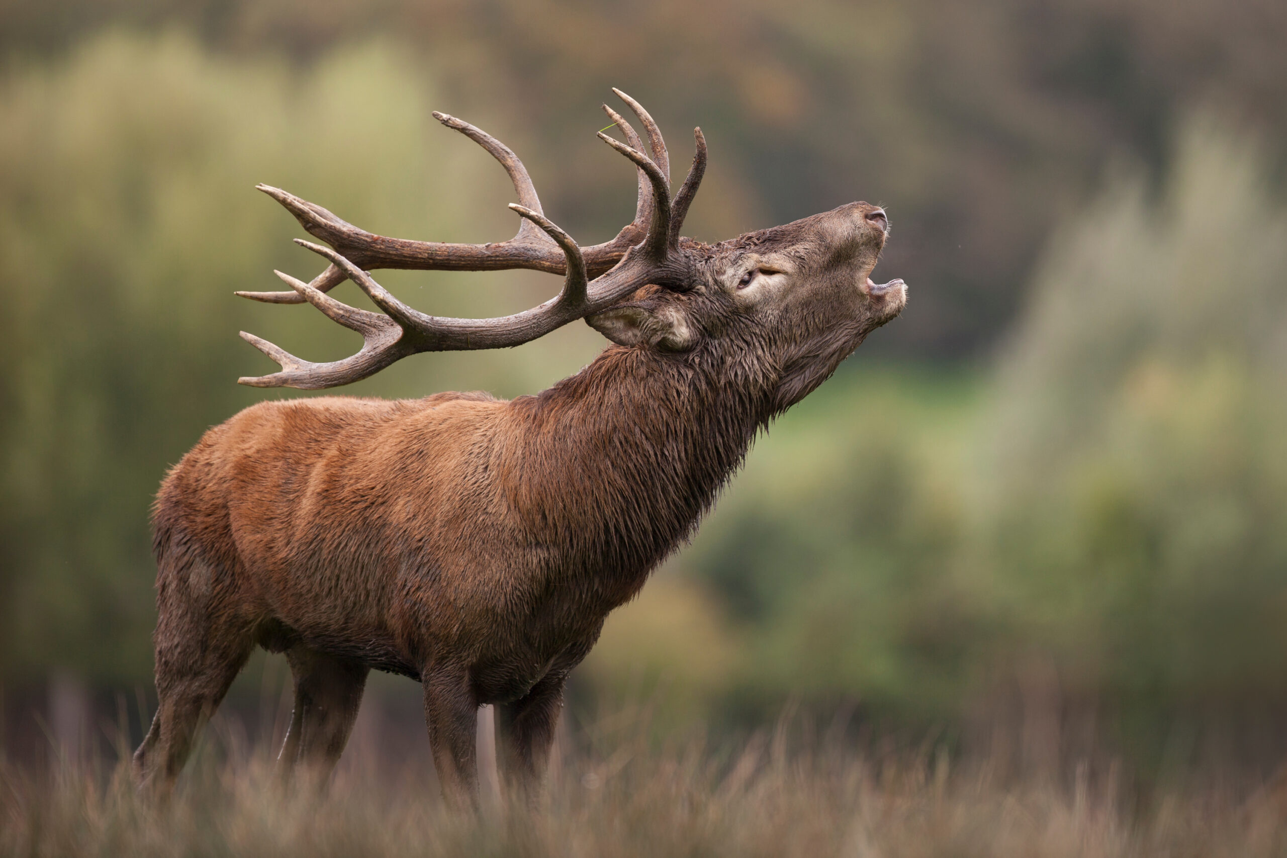 Le brâme du cerf