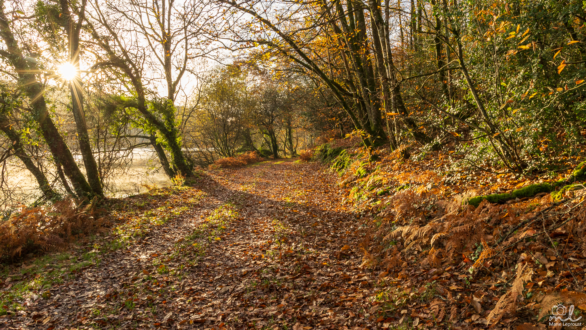 Paysage d'automne