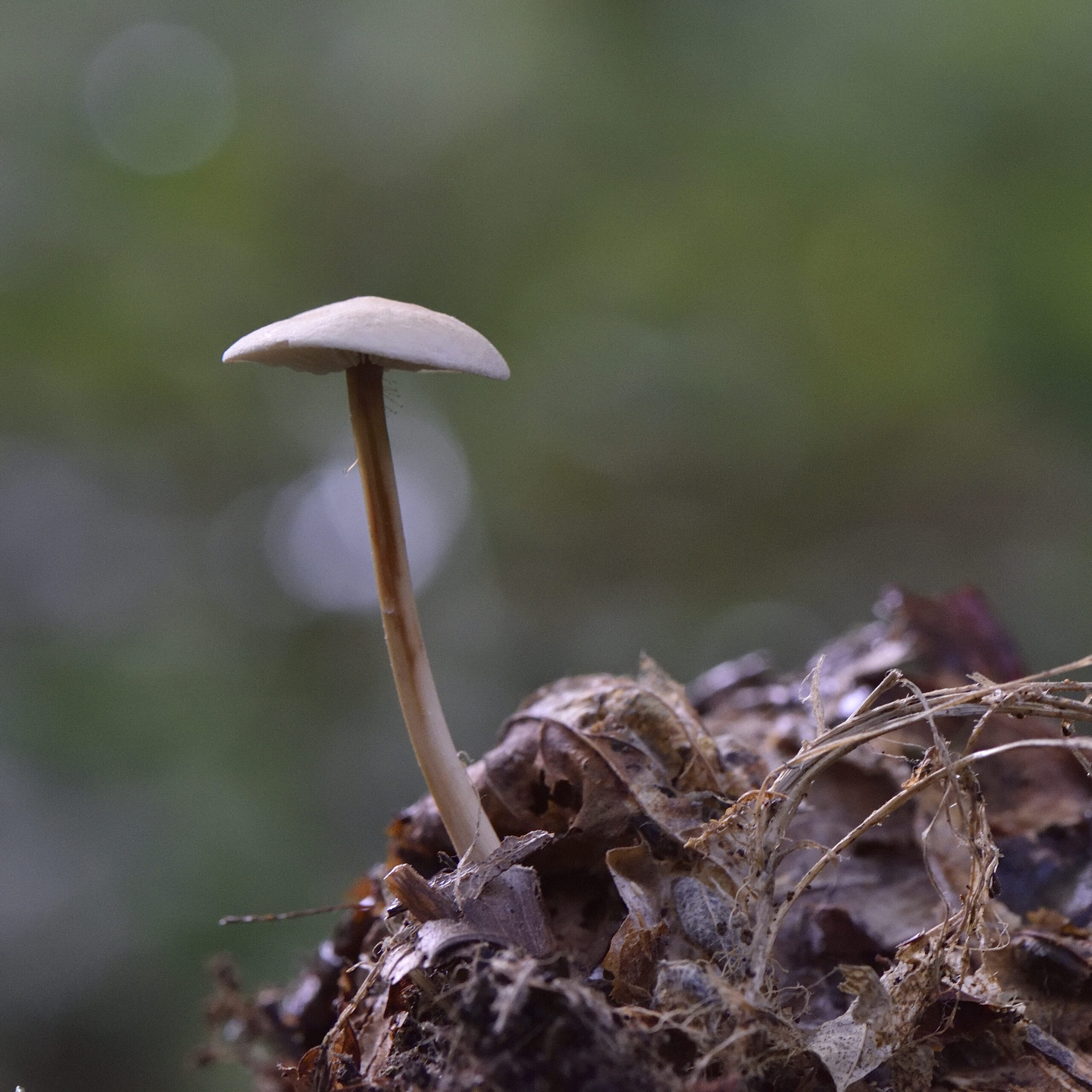 PROXI-- MACRO ---Photo - 2- Champignons