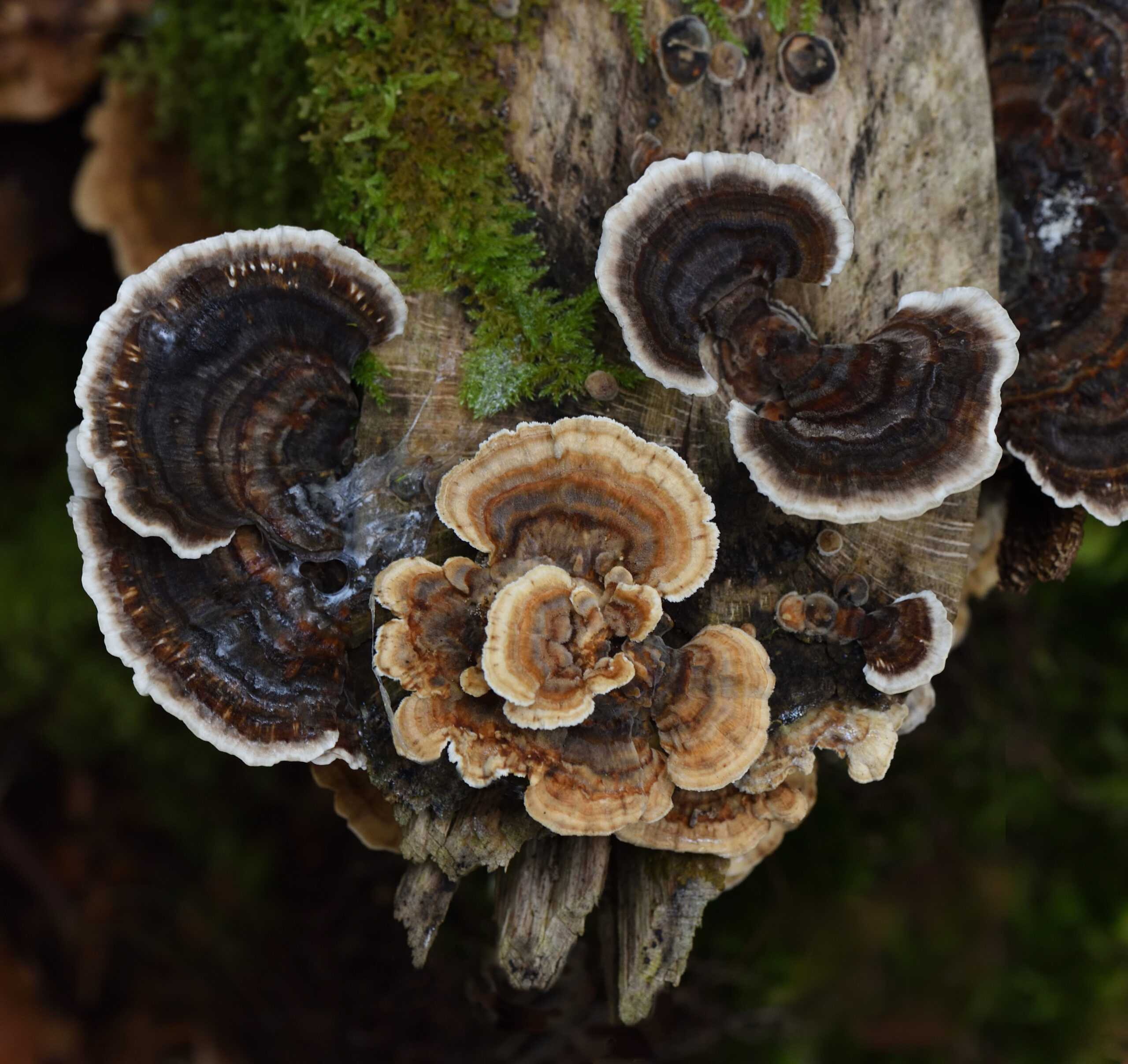 PROXI-- MACRO ---Photo - 2- Champignons